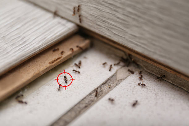 Best Pest Control for Businesses  in Buckeystown, MD