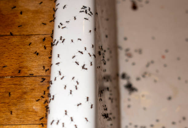 Professional Pest Control in Buckeystown, MD