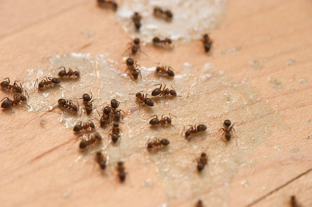 Best Affordable Pest Control Services  in Buckeystown, MD