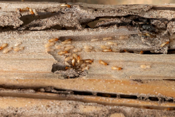 Best Residential Pest Control  in Buckeystown, MD
