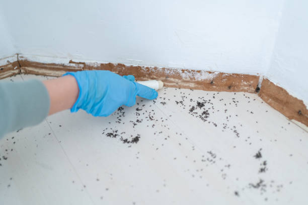 Best Ant Control Services  in Buckeystown, MD